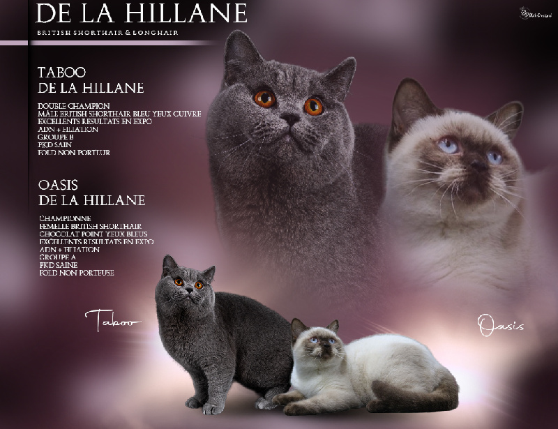 chaton British Shorthair et Longhair De La Hillane