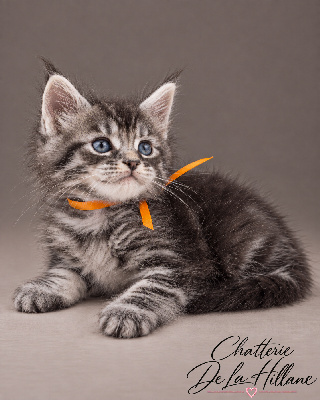 Mâle Black Silver Blotched Tabby collier orange - Maine Coon