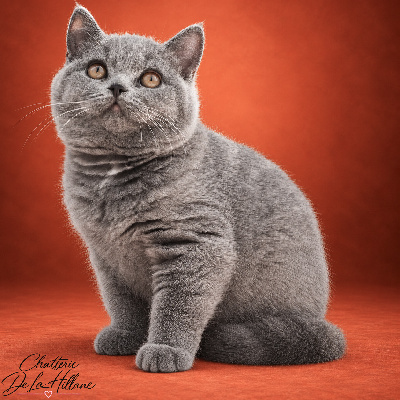 De La Hillane - Chaton disponible  - British Shorthair et Longhair