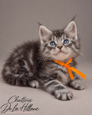 Mâle Black Silver Blotched Tabby collier orange - Maine Coon