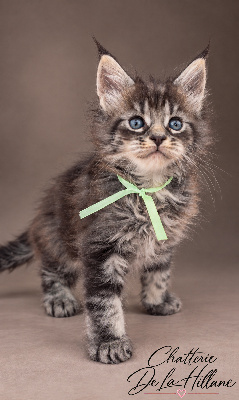 Mâle Black Silver Blotched Tabby collier vert - Maine Coon