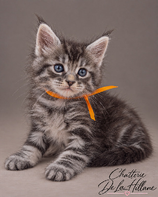 Mâle Black Silver Blotched Tabby collier orange - Maine Coon