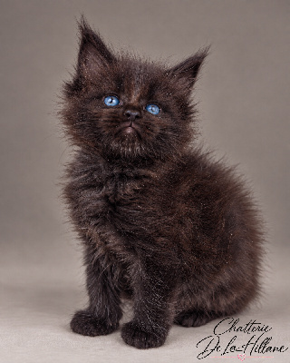 Mâle noir yeux verts - Maine Coon
