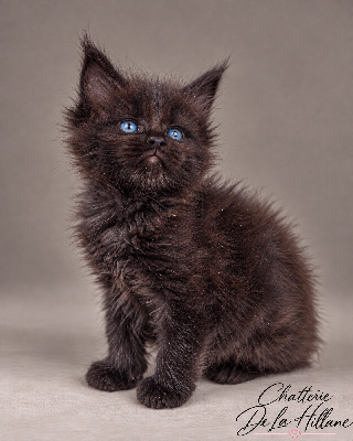 Mâle noir yeux verts - Maine Coon