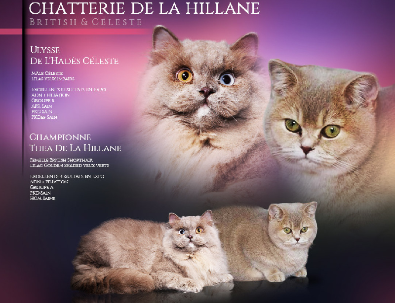 De La Hillane - British Shorthair et Longhair - Portée née le 13/03/2024