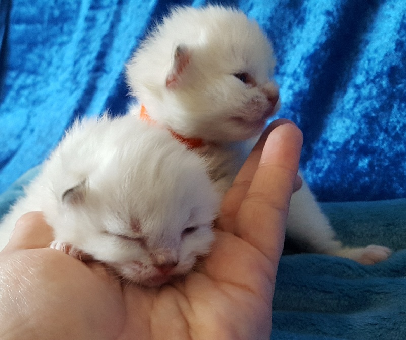 chaton Sibérien Nevazur Siberian's