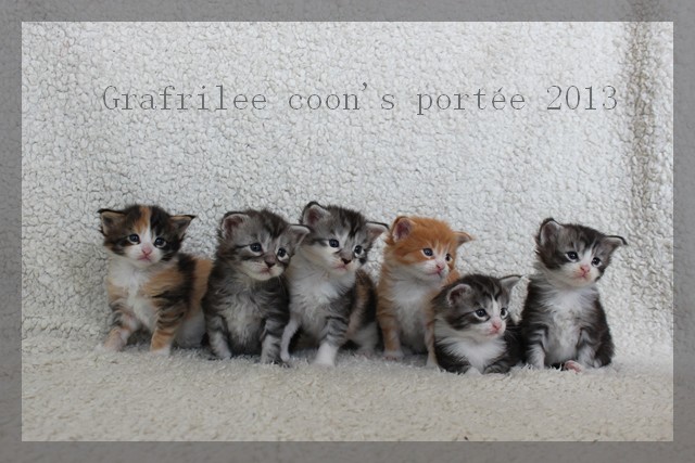 chaton Maine Coon De Grafrilee Coons