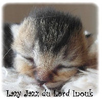 Lazy Jazz
