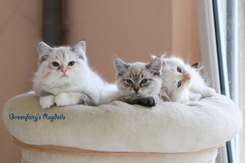 chaton Ragdoll Greenfairy's