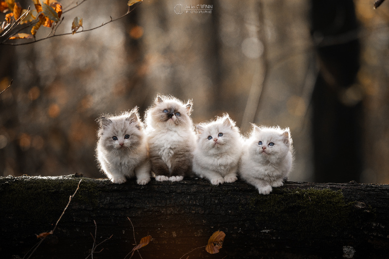 chaton Ragdoll Greenfairy's