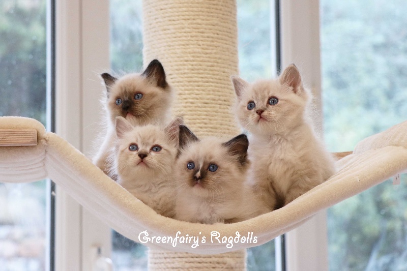 chaton Ragdoll Greenfairy's