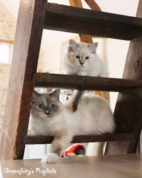 chaton Ragdoll Greenfairy's