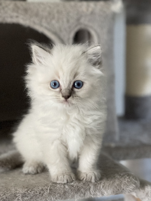Of the angel heart - Chaton disponible  - Ragdoll