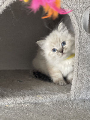 Of the angel heart - Chaton disponible  - Ragdoll