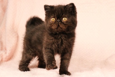 Supersonic - Exotic Shorthair