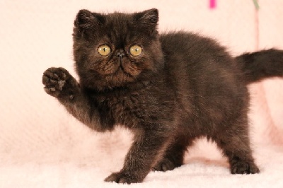 Supersonic - Exotic Shorthair