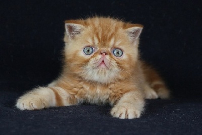 Royal Fragrance - Chaton disponible  - Exotic Shorthair