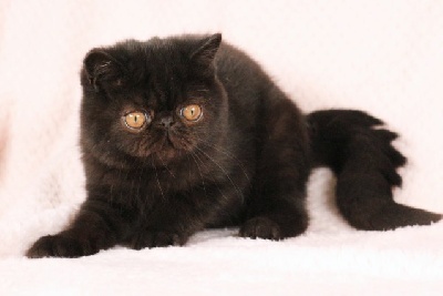 Royal Fragrance - Chaton disponible  - Exotic Shorthair