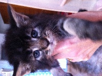 All By My Coon's - Chaton disponible  - Maine Coon