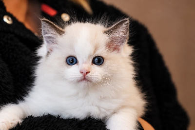 du Domaine De Toundra - Chaton disponible  - Ragdoll