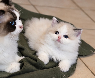 du Domaine De Toundra - Chaton disponible  - Ragdoll