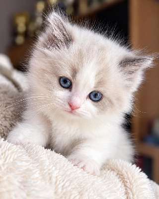CHATON