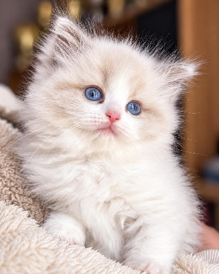 CHATON