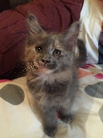 Jell'Ice - Chaton disponible  - Maine Coon