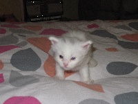 Jell'Ice - Chaton disponible  - Maine Coon