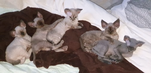De Western Cat's - Devon Rex - Portée née le 11/04/2019