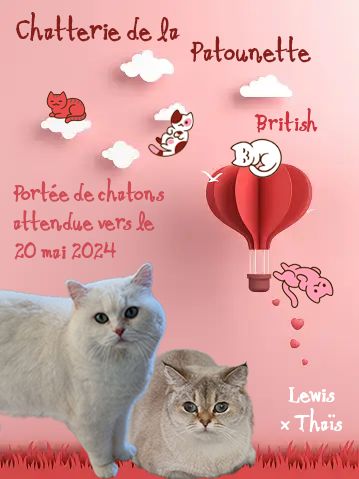 De La Patounette - chatons british shorthair ou longhair prévus vers le 20 Mai 2024