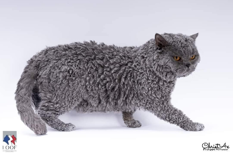 British Sunshine - Chaton disponible  - Selkirk Rex poil court et poil long