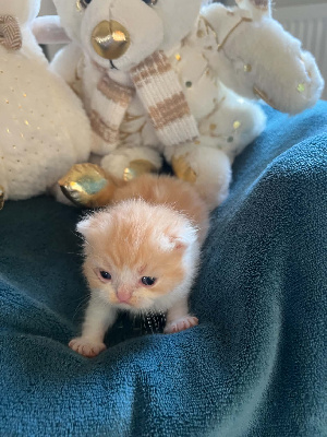 CHATON - Selkirk Rex poil court et poil long