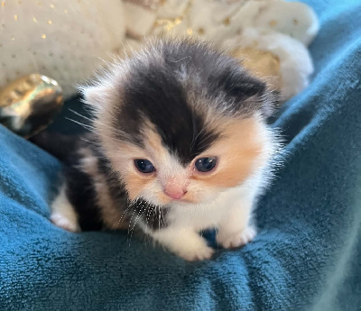 CHATON - Selkirk Rex poil court et poil long