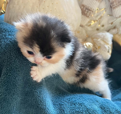 CHATON - Selkirk Rex poil court et poil long