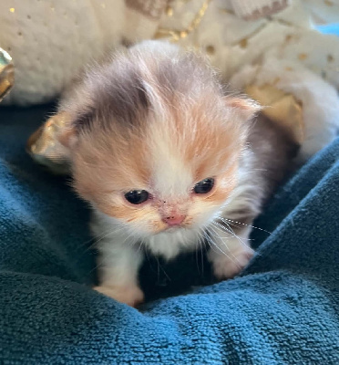 CHATON - Selkirk Rex poil court et poil long