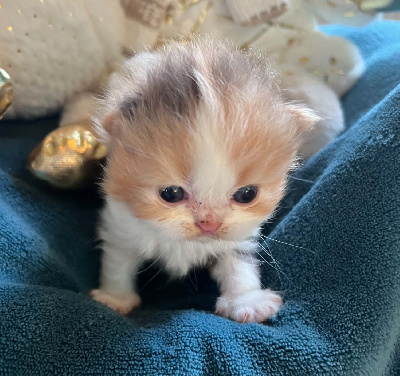 CHATON - Selkirk Rex poil court et poil long