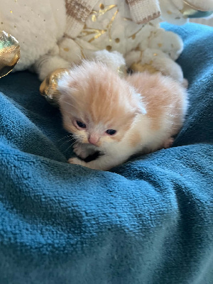 CHATON - Selkirk Rex poil court et poil long