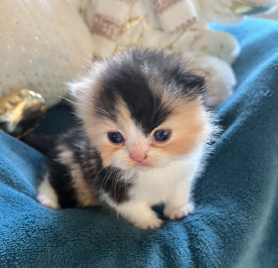 British Sunshine - Chaton disponible  - Selkirk Rex poil court et poil long