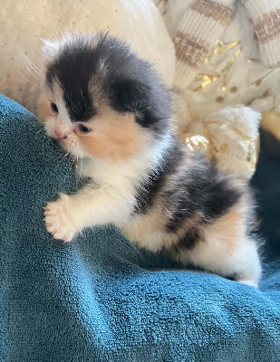 CHATON - Selkirk Rex poil court et poil long