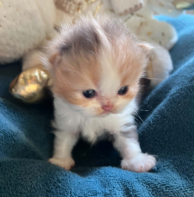 British Sunshine - Chaton disponible  - Selkirk Rex poil court et poil long