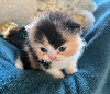 Selkirk Rex poil court et poil long