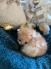 Selkirk Rex poil court et poil long