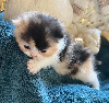 Selkirk Rex poil court et poil long