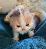 Selkirk Rex poil court et poil long