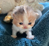 Selkirk Rex poil court et poil long