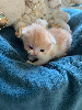 Selkirk Rex poil court et poil long