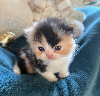Selkirk Rex poil court et poil long
