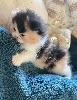 Selkirk Rex poil court et poil long