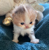 Selkirk Rex poil court et poil long